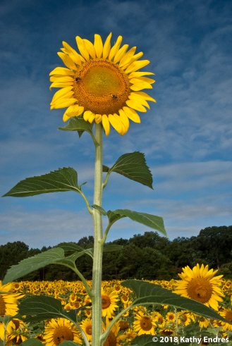 KathyEndres_Sunflowers1
