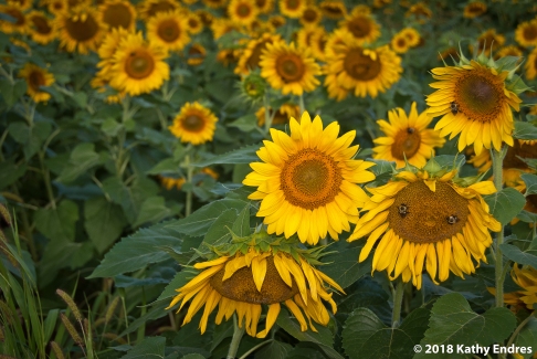 KathyEndres_Sunflowers3